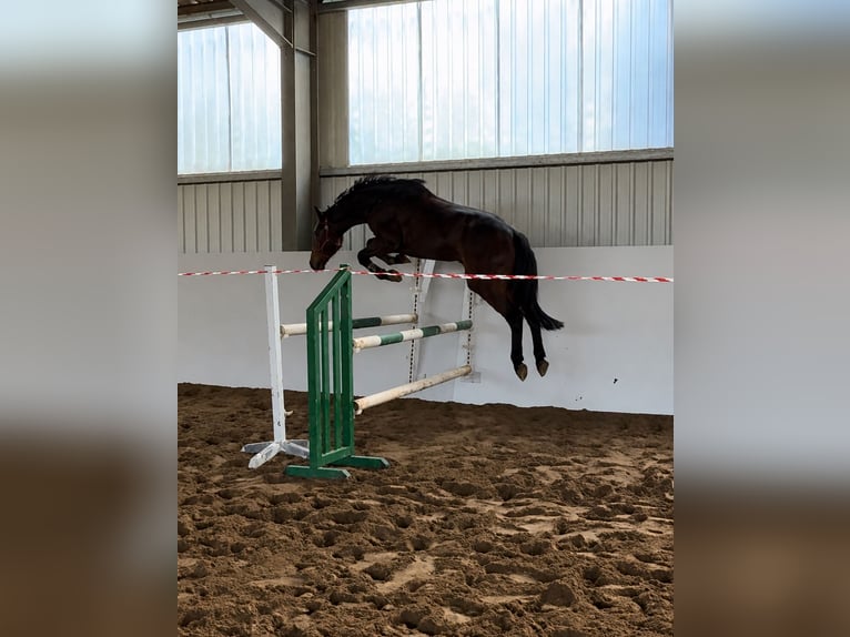 Holsteiner Wallach 5 Jahre 172 cm Brauner in Hamburg Wandsbek