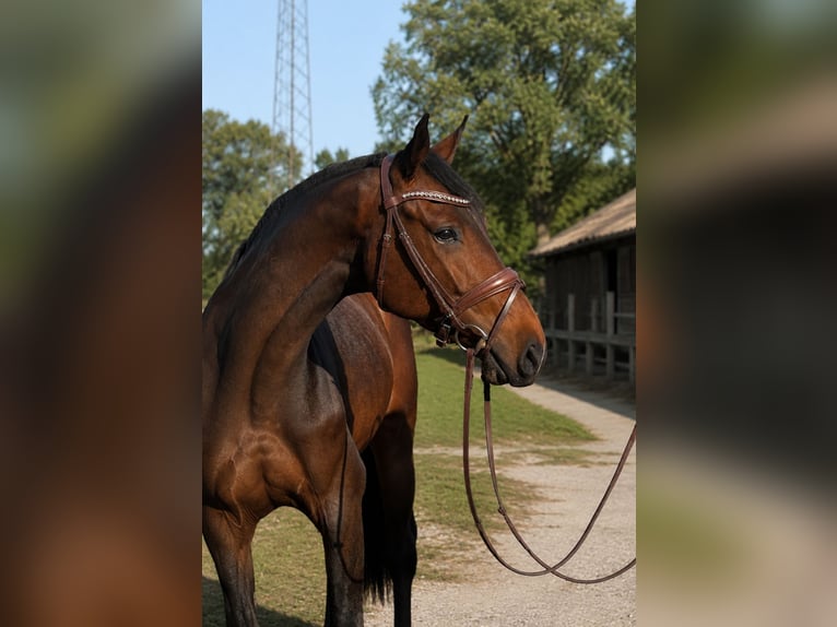 Holsteiner Wallach 5 Jahre 172 cm Brauner in Hamburg Wandsbek