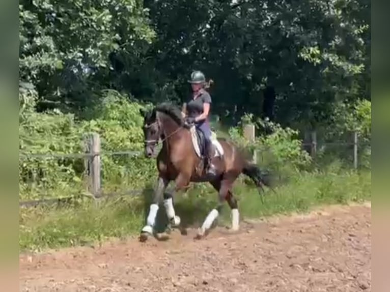 Holsteiner Wallach 5 Jahre 172 cm in Fintel