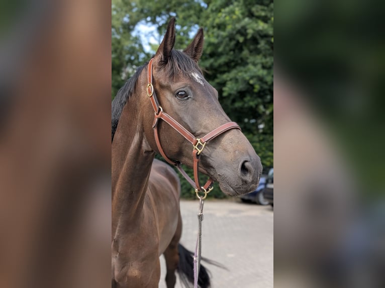 Holsteiner Wallach 5 Jahre 172 cm in Fintel