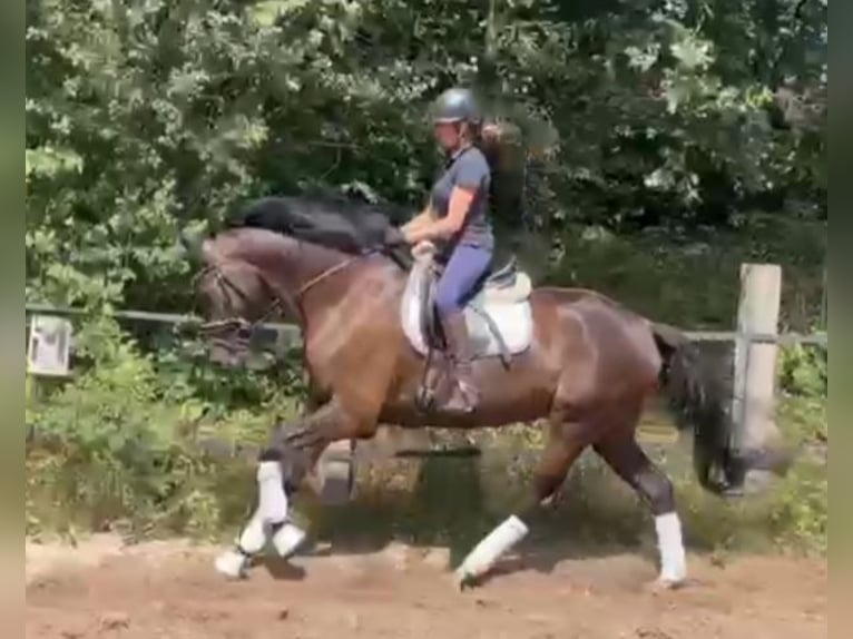 Holsteiner Wallach 5 Jahre 172 cm in Fintel