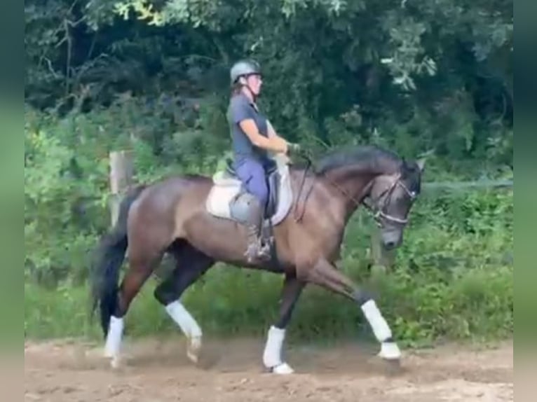 Holsteiner Wallach 5 Jahre 172 cm in Fintel