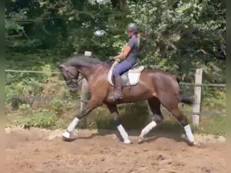 Holsteiner Wallach 5 Jahre 172 cm in Fintel