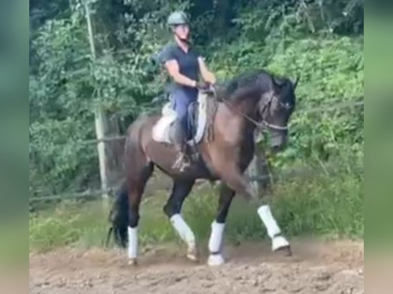 Holsteiner Wallach 5 Jahre 172 cm in Fintel