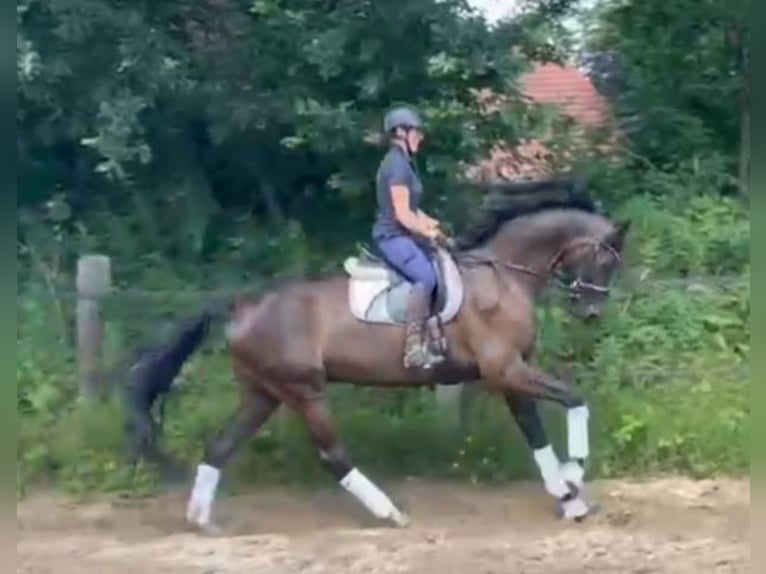 Holsteiner Wallach 5 Jahre 172 cm in Fintel