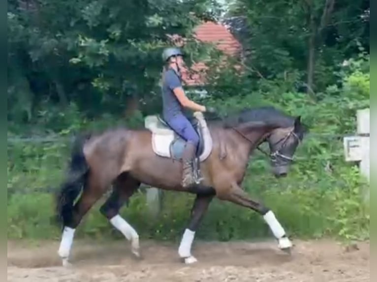 Holsteiner Wallach 5 Jahre 172 cm in Fintel