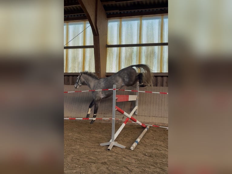 Holsteiner Wallach 5 Jahre 172 cm Schimmel in Bremen