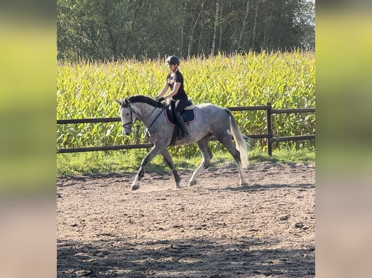 Holsteiner Wallach 5 Jahre 172 cm Schimmel in Verl