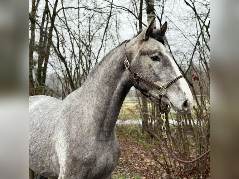 Holsteiner Wallach 5 Jahre 172 cm Schimmel in Verl