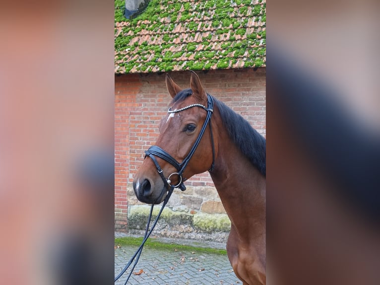 Holsteiner Wallach 5 Jahre 173 cm Brauner in Spelle