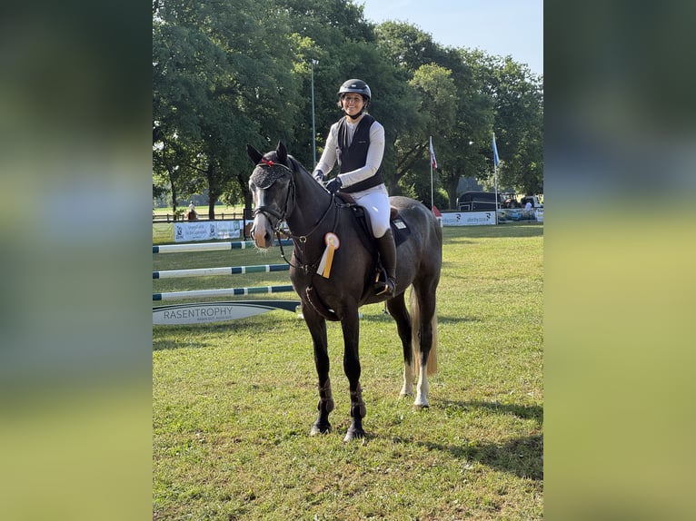Holsteiner Wallach 5 Jahre 173 cm Schimmel in Braunschweig