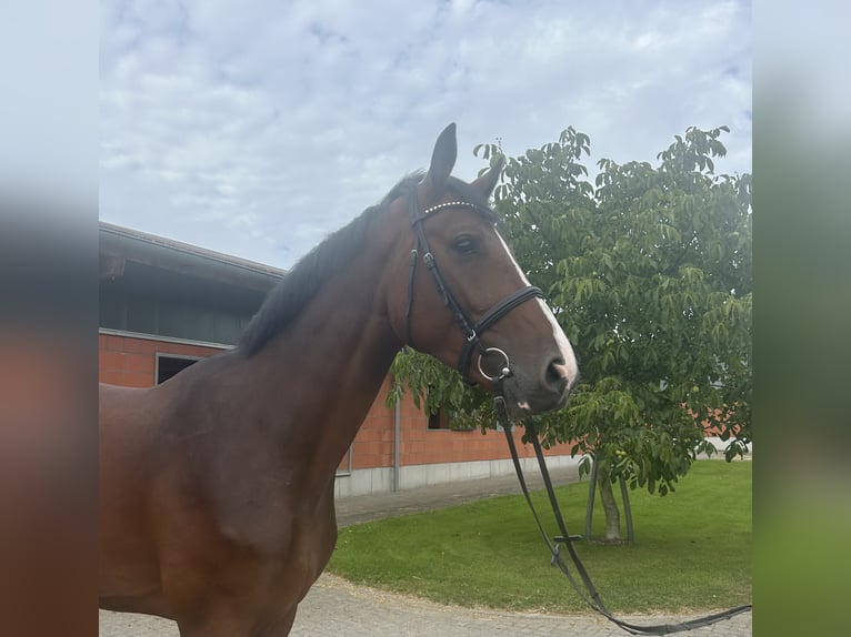 Holsteiner Wallach 5 Jahre 174 cm Brauner in Bargenstedt