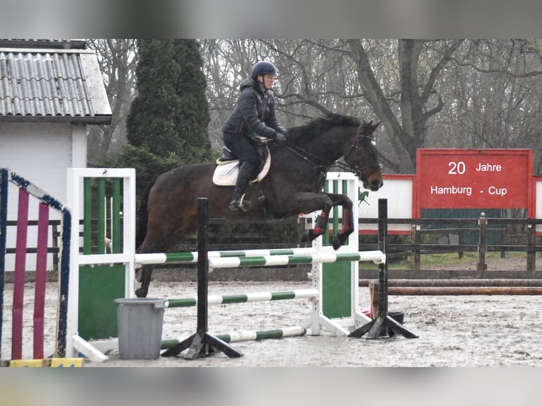 Holsteiner Wallach 5 Jahre 174 cm Dunkelbrauner in Hamburg