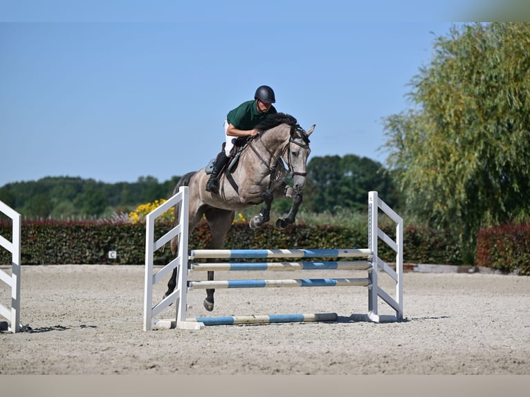 Holsteiner Wallach 5 Jahre 174 cm Schimmel in Saalow