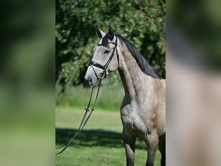 Holsteiner Wallach 5 Jahre 174 cm Schimmel in Saalow
