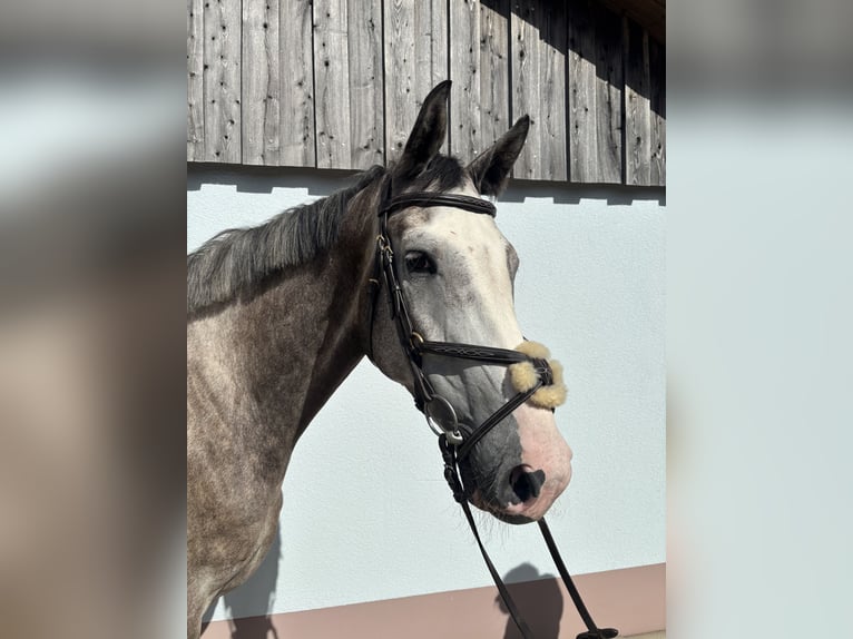Holsteiner Wallach 5 Jahre 174 cm Schimmel in Grabfeld