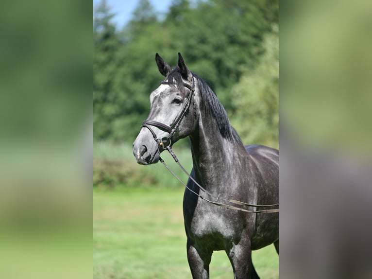 Holsteiner Wallach 5 Jahre 174 cm in Zossen OT Horstfelde