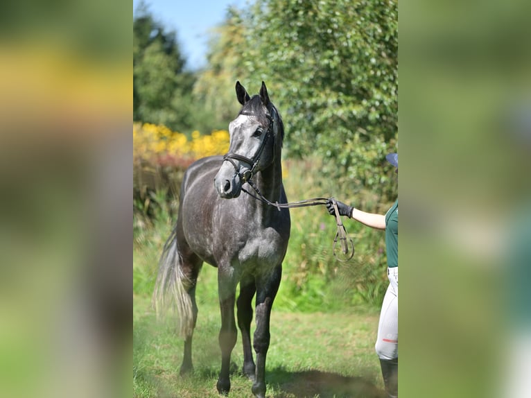 Holsteiner Wallach 5 Jahre 174 cm in Zossen OT Horstfelde