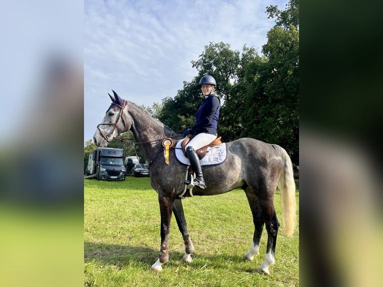 Holsteiner Wallach 5 Jahre 175 cm Blauschimmel in Bergheim
