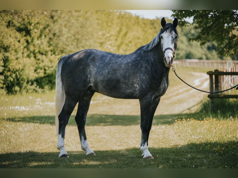 Holsteiner Wallach 5 Jahre 175 cm Blauschimmel in Bergheim