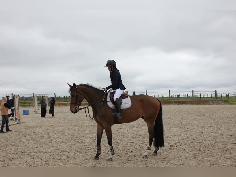 Holsteiner Wallach 5 Jahre 175 cm Brauner in Boitron