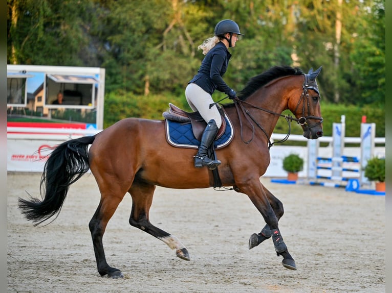 Holsteiner Wallach 5 Jahre 175 cm Brauner in Uster