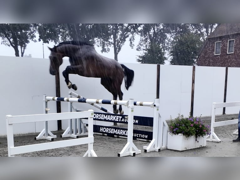 Holsteiner Wallach 5 Jahre 175 cm Brauner in Waddinxveen