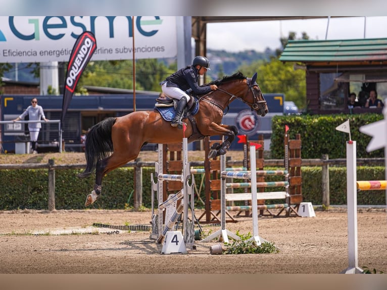 Holsteiner Wallach 5 Jahre 175 cm Dunkelbrauner in Valdetorres De Jarama