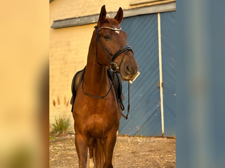 Holsteiner Wallach 5 Jahre 175 cm Fuchs in Achtrup