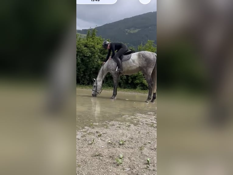 Holsteiner Wallach 5 Jahre 175 cm Schimmel in Jenbach