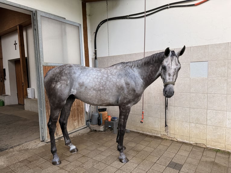 Holsteiner Wallach 5 Jahre 175 cm Schimmel in Jenbach