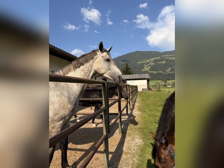 Holsteiner Wallach 5 Jahre 175 cm Schimmel in Jenbach