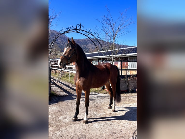 Holsteiner Wallach 5 Jahre 176 cm Brauner in Mondsee