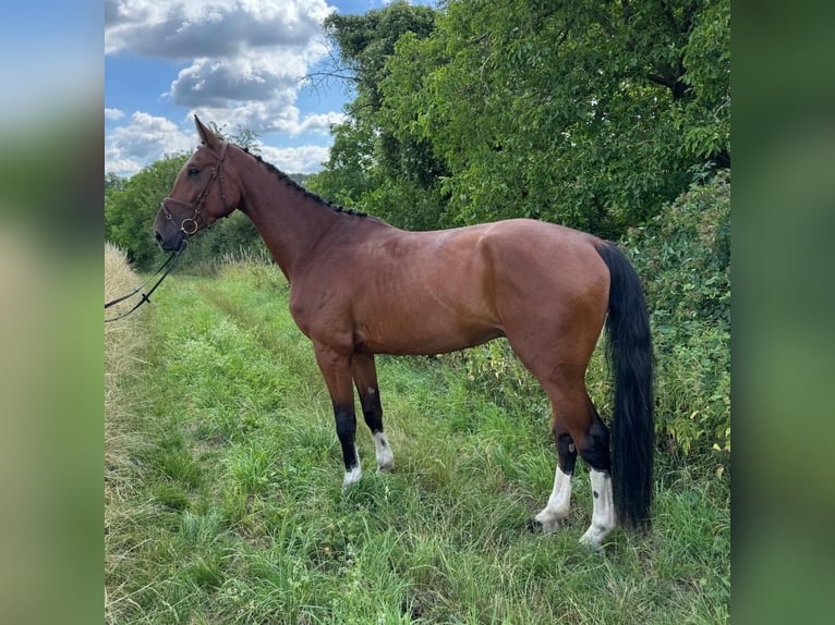 Holsteiner Wallach 5 Jahre 176 cm Brauner in Walzbachtal