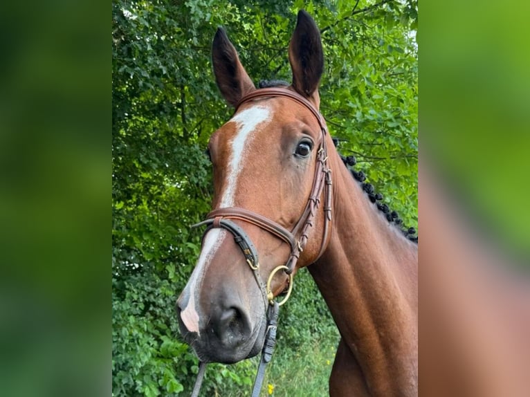 Holsteiner Wallach 5 Jahre 176 cm Brauner in Walzbachtal