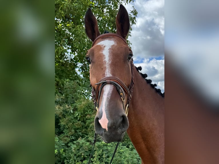 Holsteiner Wallach 5 Jahre 176 cm Brauner in Walzbachtal