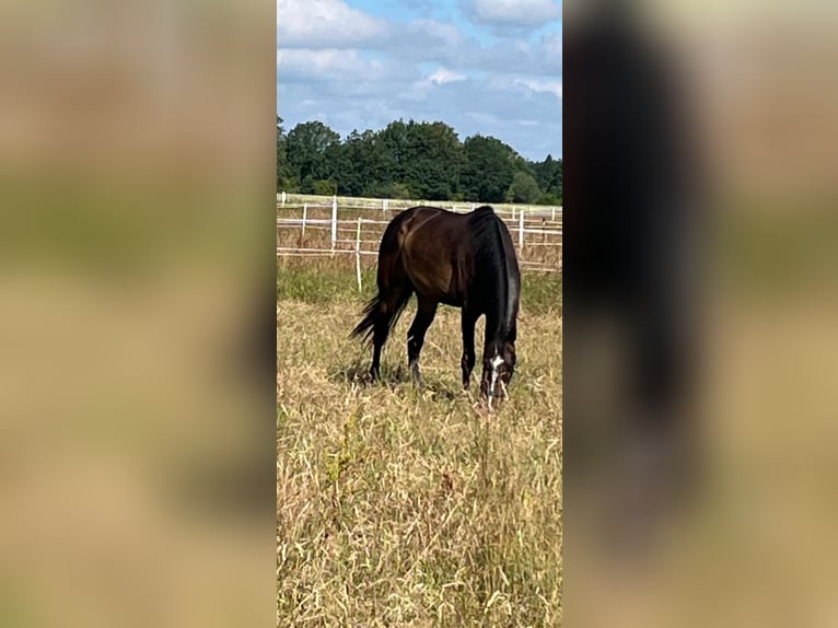 Holsteiner Wallach 5 Jahre 176 cm Dunkelbrauner in Groß Schenkenberg