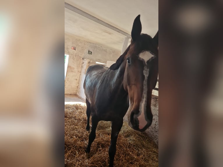 Holsteiner Wallach 5 Jahre 176 cm Dunkelbrauner in Groß Schenkenberg