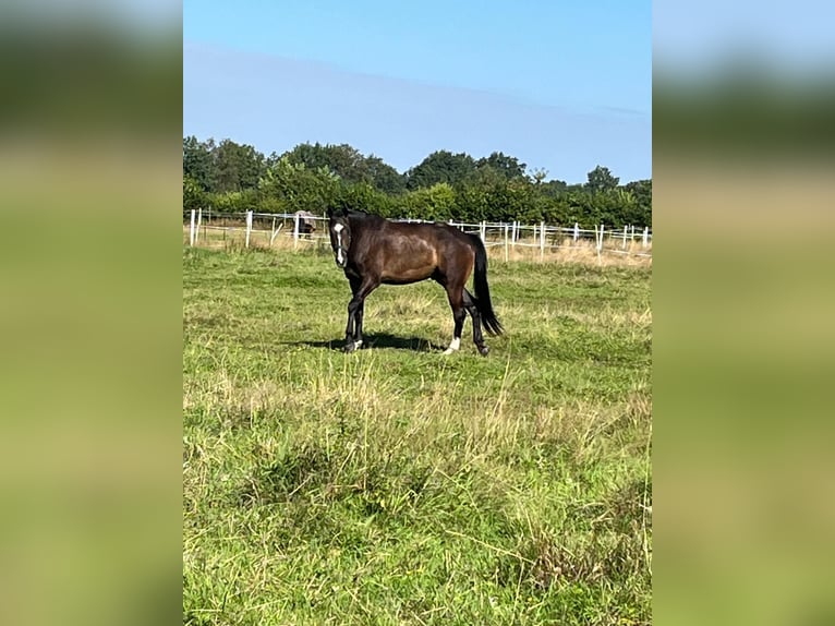 Holsteiner Wallach 5 Jahre 176 cm Dunkelbrauner in Groß Schenkenberg