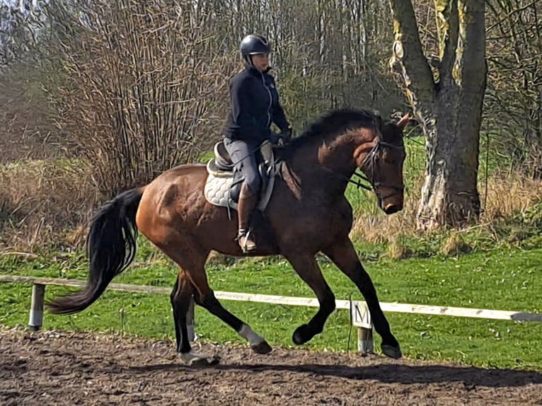 Holsteiner Wallach 5 Jahre 177 cm Brauner in Feldhorst