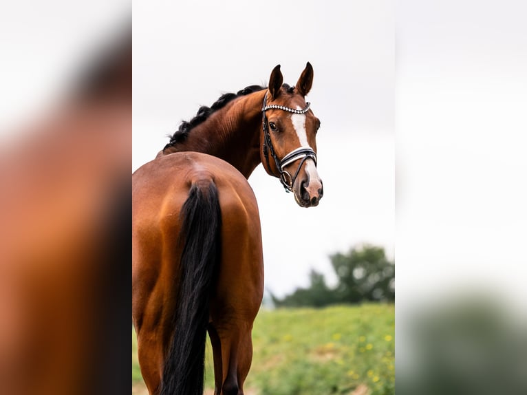 Holsteiner Wallach 5 Jahre 177 cm Brauner in Gleichen