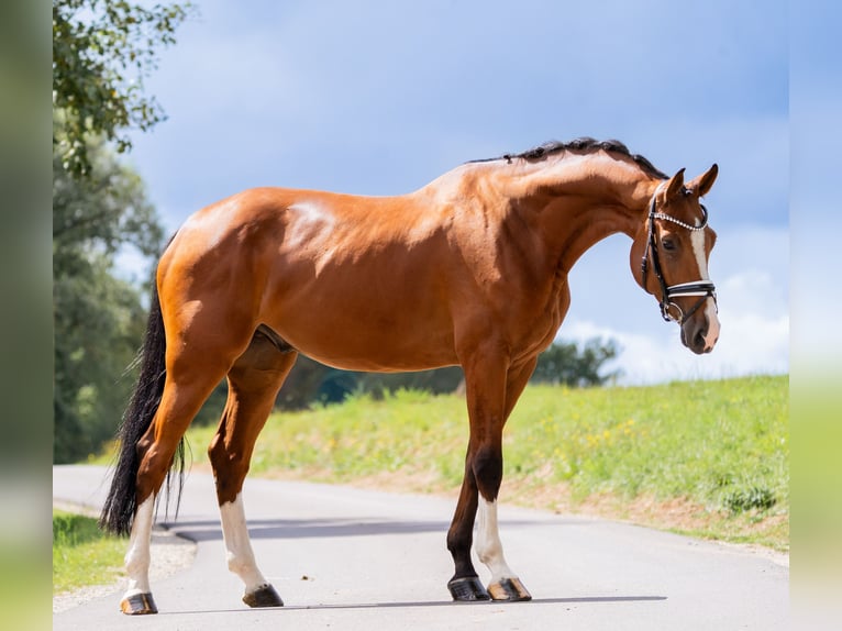 Holsteiner Wallach 5 Jahre 177 cm Brauner in Gleichen