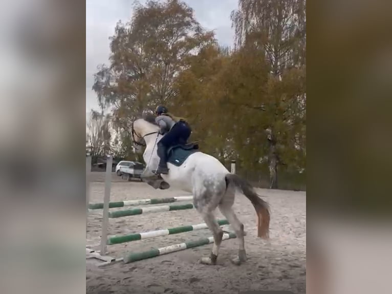Holsteiner Wallach 5 Jahre 180 cm Apfelschimmel in Berkatal