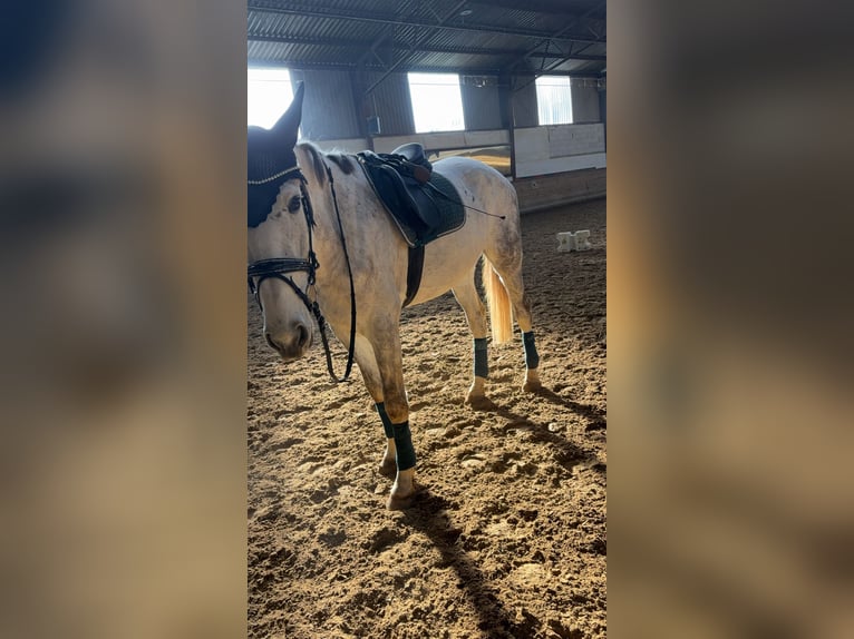 Holsteiner Wallach 5 Jahre 180 cm Apfelschimmel in Berkatal