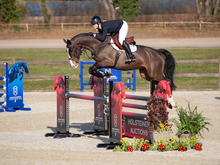 Holsteiner Wallach 5 Jahre Brauner in Elmshorn