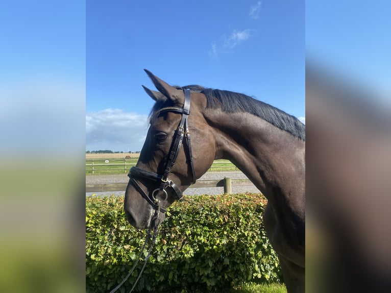 Holsteiner Wallach 5 Jahre Schwarzbrauner in Borsfleth