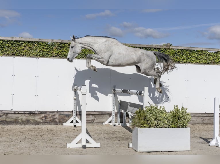 Holsteiner Wallach 6 Jahre 161 cm Schimmel in Waddinxveen