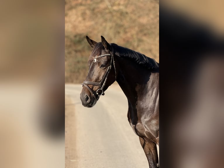 Holsteiner Wallach 6 Jahre 162 cm Brauner in Schenklengsfeld