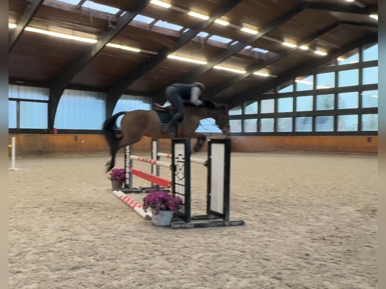 Holsteiner Wallach 6 Jahre 163 cm Brauner in Grönwohld