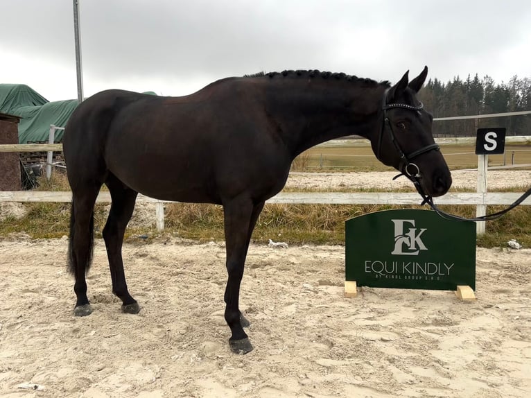 Holsteiner Wallach 6 Jahre 163 cm Rappe in Prague
